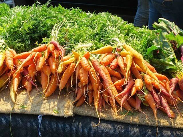 carrots in a bunch