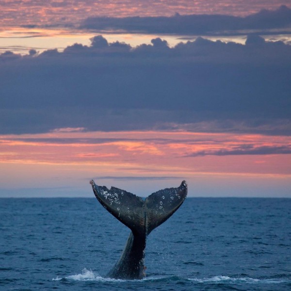 Sunset Whale Tail