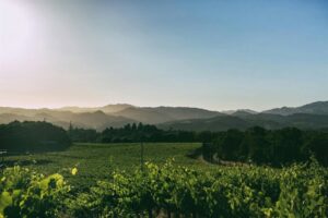 landscape of hills and vineyards
