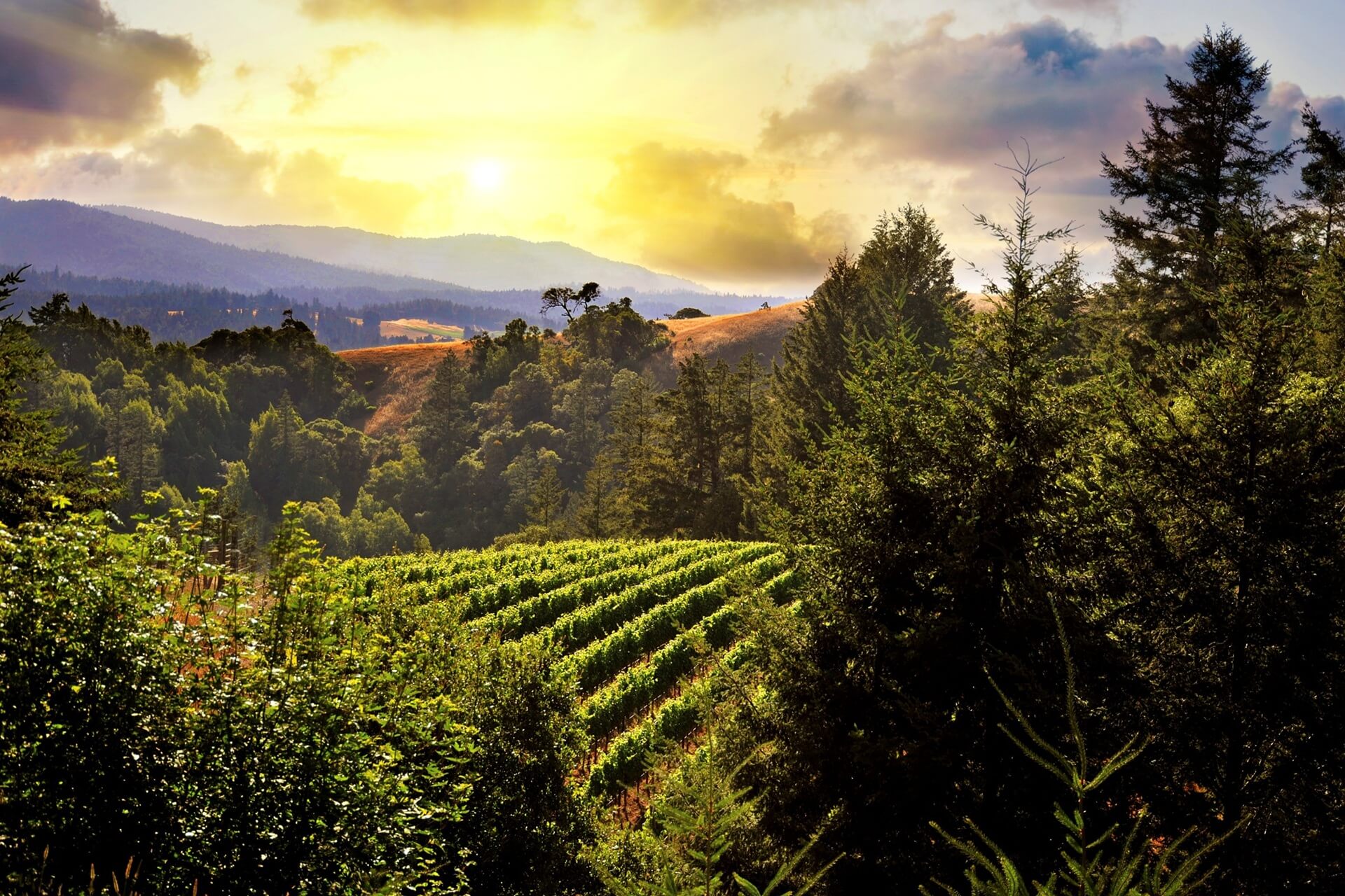 Greater Ukiah Business and Tourism Alliance - Vineyards