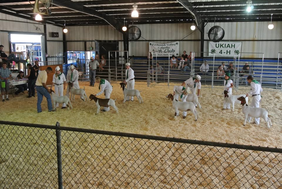 kids with animals