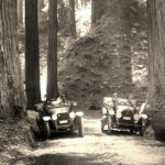 cars in the redwoods