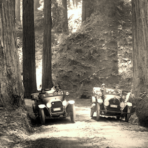 cars in the redwoods