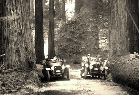 cars in the redwoods
