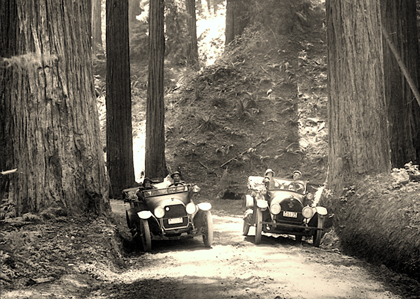 cars in the redwoods